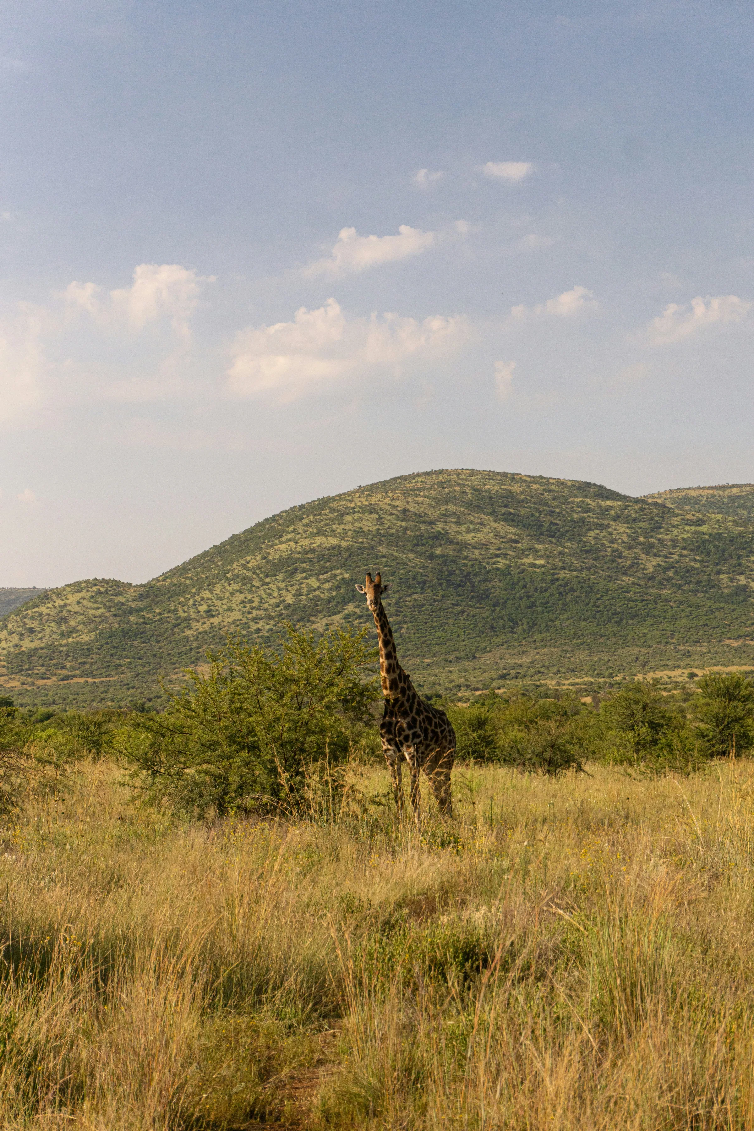 Pilanesberg & Kruger